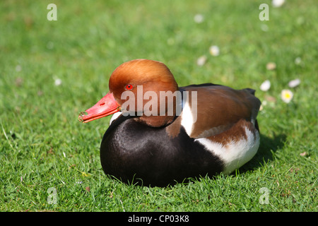 Rosso-crested pochard (Netta rufina), maschio giacente in un prato Foto Stock