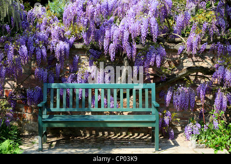 Cinese (Glicine Wisteria sinensis), il glicine con panchina da giardino, Germania Foto Stock