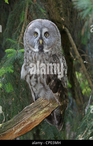 Grande grigio allocco (Strix nebulosa), seduto su un ramo Foto Stock