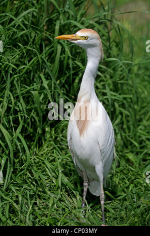 Airone guardabuoi, Buff-backed heron (Ardeola ibis, Bubulcus ibis), stando in piedi in erba Foto Stock