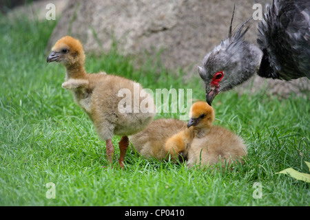 Crested screamer (Chauna torquata), pulcini con pazienti adulti Foto Stock