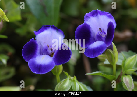 Bluewings, Wishbone Fiore (Torenia fournieri), fiori Foto Stock