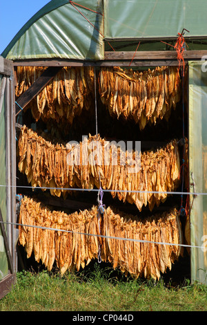 Tabacco coltivato, Comune di tabacco (Nicotiana tabacum), foglie di tabacco appeso per essiccazione, Germania Foto Stock
