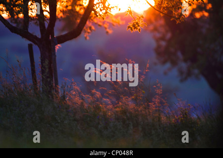 Le orecchie di erba e puntato giovani alberi retroilluminati da tramonto Foto Stock