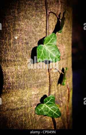 Corsa singola di edera crescente fino ad un tronco d'albero Foto Stock