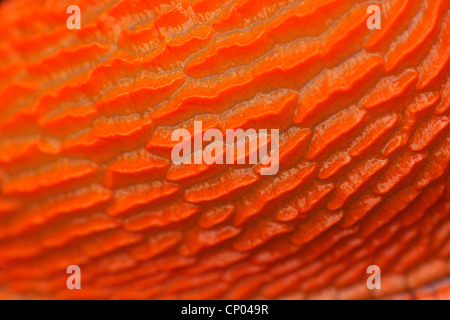 Rosso grande slug, maggiore red slug, cioccolato (Arion Arion rufus), macro shot di una parte della pelle, Germania Foto Stock