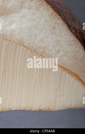 Brown birch bolete (Leccinum scabrum, Boletus scaber), il taglio longitudinale dei pori sulla superficie inferiore del fungo, Germania Foto Stock