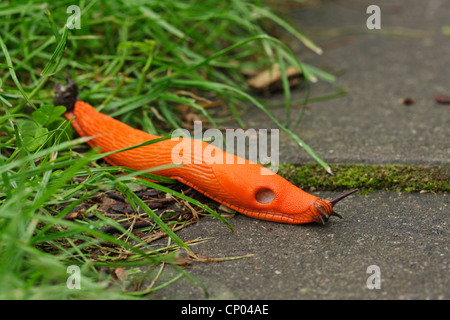 Rosso grande slug, maggiore red slug, cioccolato (Arion Arion rufus), spunto da erba sul terreno di pietra, GERMANIA Baden-Wuerttemberg Foto Stock