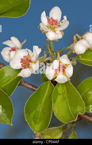 La pera comune (Pyrus communis), fioritura pera Branch, Germania Foto Stock