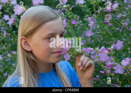 Hollyhock malva, a fiore grande Malva, Rosa malva, vervian cheeseweed (Malva alcea), ragazza maleodoranti a fiori di malva, Germania Foto Stock