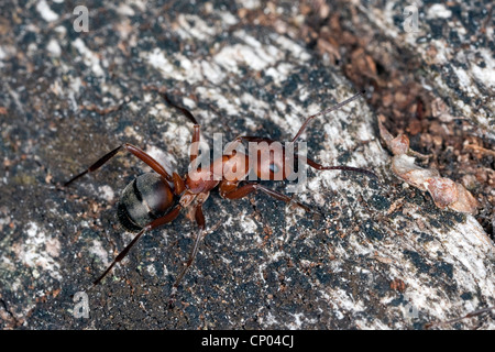 Rosso Sangue ant, Slave-making ant (Formica sanguinea, Raptiformica sanguinea), sulla corteccia Foto Stock