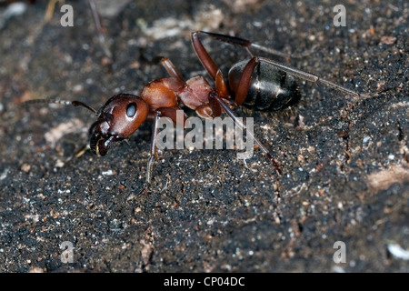 Rosso Sangue ant, Slave-making ant (Formica sanguinea, Raptiformica sanguinea), sulla corteccia Foto Stock