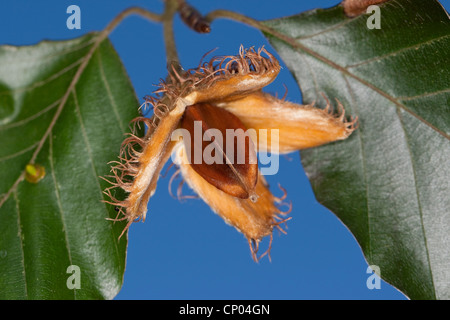 Comune di faggio (Fagus sylvatica), frutta con beechnuts, Germania Foto Stock