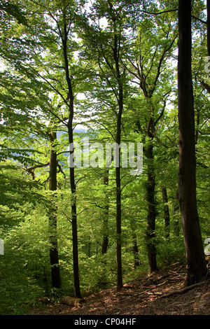 Comune di faggio (Fagus sylvatica), con foreste di faggio e di quercia, Germania Foto Stock