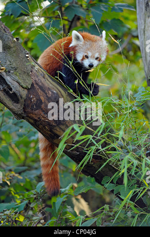 Panda minore, panda rosso (Ailurus fulgens), seduto su un tronco di albero alimentazione in bambù Foto Stock