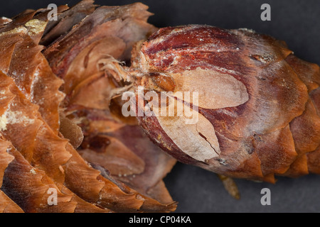 Abete (Picea abies), semi di un abete su un cono scala, Germania Foto Stock