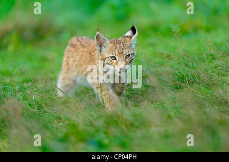 Eurasian (Lynx Lynx lynx), pup in un prato, Germania Foto Stock