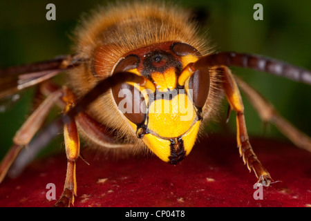 Hornet, marrone hornet, Europeo hornet (Vespa crabro), seduto su un apple, Germania Foto Stock