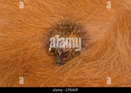 Lanosi bardana, Hairy bardana, Bardana, Bardane (Arctium tomentosum), frutta in pelliccia di un cane, Germania Foto Stock