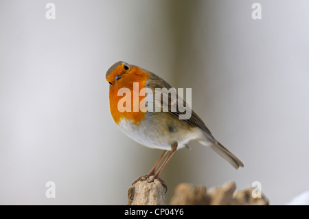 Unione robin (Erithacus rubecula), seduto su un albero di intoppo L inchino del capo, in Germania, in Renania settentrionale-Vestfalia, la zona della Ruhr Foto Stock