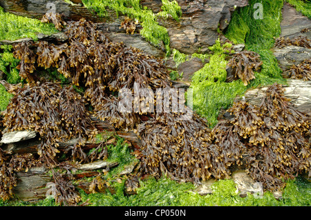 Piatto o a spirale (wrack Fucus spiralis), un alghe brune, REGNO UNITO Foto Stock