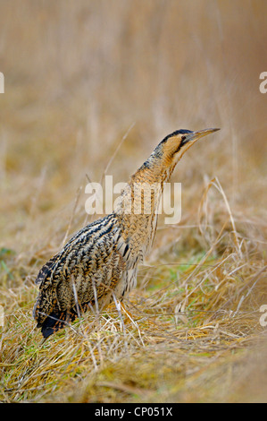 Eurasian Botaurus stellaris, in inverno in un prato, in Germania, in Renania settentrionale-Vestfalia Foto Stock