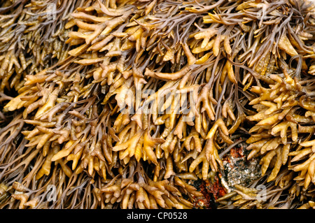 Incanalate wrack (Pelvetia canaliculata), un alghe brune, REGNO UNITO Foto Stock