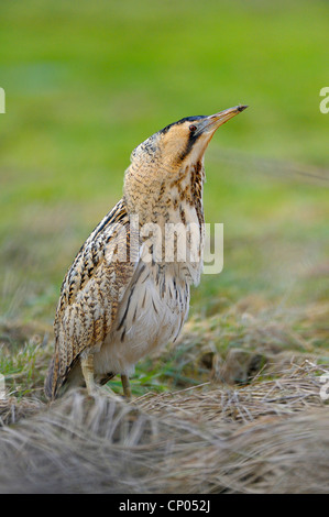 Eurasian Botaurus stellaris, ha appena gulped un mouse catturato, in Germania, in Renania settentrionale-Vestfalia Foto Stock