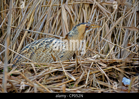 Eurasian Botaurus stellaris, ha appena gulped una rana catturato, in Germania, in Renania settentrionale-Vestfalia Foto Stock