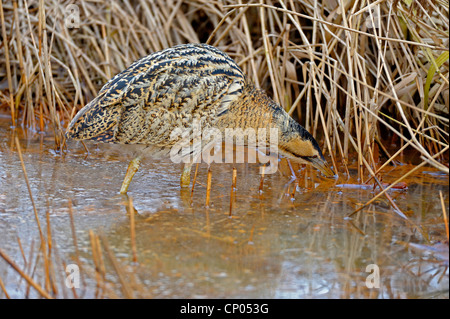 Eurasian Botaurus stellaris, sui mangimi in acque poco profonde, in Germania, in Renania settentrionale-Vestfalia Foto Stock