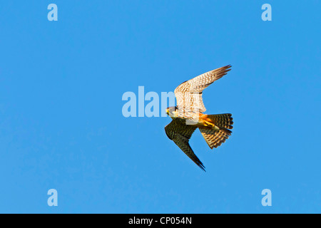 Hobby settentrionale (Falco Subbuteo®), battenti, in Germania, in Renania Palatinato Foto Stock