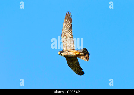 Hobby settentrionale (Falco Subbuteo®), battenti, in Germania, in Renania Palatinato Foto Stock