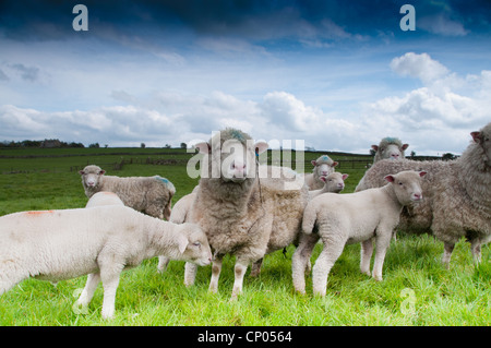 Il Dorset ovini in Darley Foto Stock