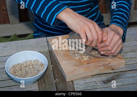 Ragazzo come preparare il pesto da self-raccolto di noci e semi di girasole, olio d'oliva e parmigiano e i semi di girasole sono scapecchiato, Germania Foto Stock