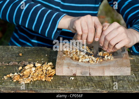 Ragazzo come preparare il pesto da self-raccolto di noci e semi di girasole, olio d'oliva e parmigiano e noci sono scapecchiato, Germania Foto Stock