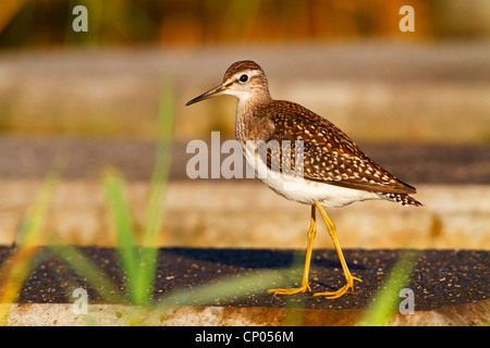 Wood sandpiper (Tringa glareola), a piedi, in Germania, in Renania Palatinato Foto Stock