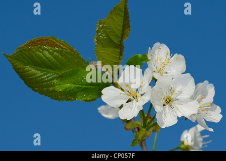 Unione prugna (Prunus domestica), filiale di fioritura, Germania Foto Stock