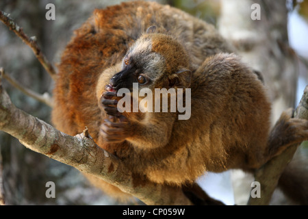 Rosso fiammante lemure marrone, il Eulemur Rufus, Lemuridae. Vakona Forest Lodge Riserva, Andasibe, Madagascar, Africa. Donna e bambino. Foto Stock