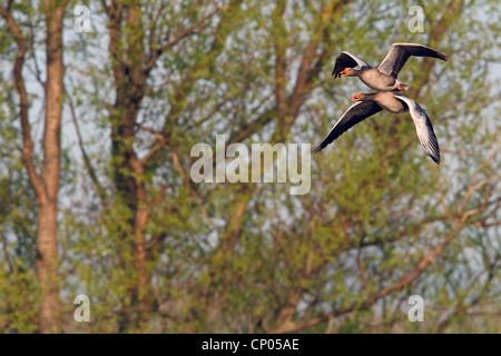 Graylag goose (Anser anser), due oche Graylag battenti chiamando, in Germania, in Renania Palatinato Foto Stock