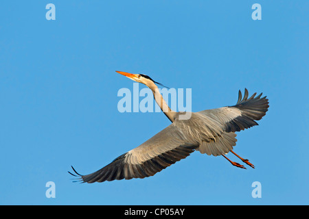 Airone cinerino (Ardea cinerea), volare, GERMANIA Baden-Wuerttemberg Foto Stock