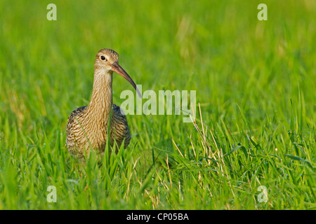 Western curlew (Numenius arquata), passeggiate in un prato, in Germania, in Renania Palatinato Foto Stock