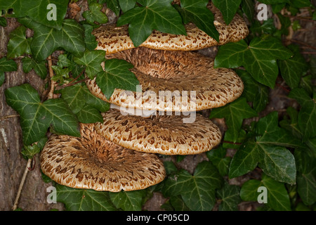 Dryad la sella, fagiano indietro (fungo Polyporus squamosus), singoli su un castagno morente, Germania Foto Stock