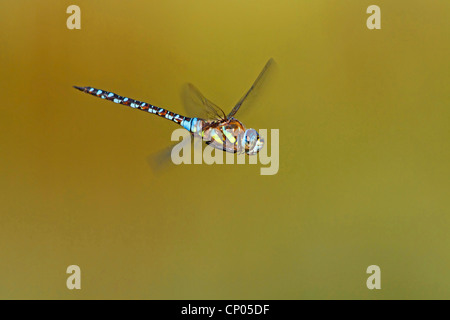 Scarsa aeshna, migrante hawker (Aeshna mixta), battenti, in Germania, in Renania Palatinato Foto Stock