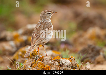 Pitpit canario (Anthus berthelotii), seduto su di una pietra, endemica alle isole Canarie e a Madera Canarie Fuerteventura Foto Stock