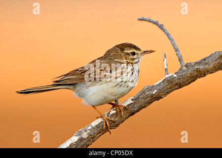 Pitpit canario (Anthus berthelotii), seduto su un ramo, Isole Canarie Fuerteventura Foto Stock