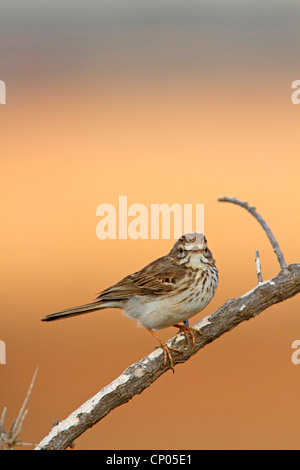 Pitpit canario (Anthus berthelotii), seduto su un ramo, Isole Canarie Fuerteventura Foto Stock