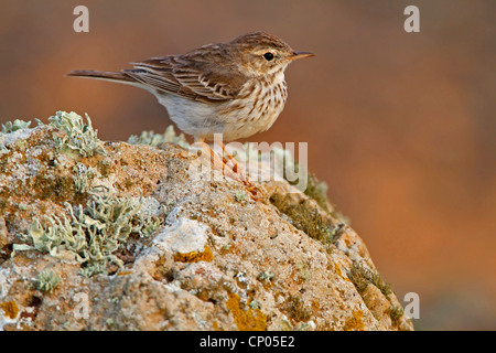 Pitpit canario (Anthus berthelotii), seduto su di una pietra, endemica alle isole Canarie e a Madera Canarie Fuerteventura Foto Stock