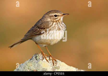 Pitpit canario (Anthus berthelotii), seduto su di una pietra, endemica alle isole Canarie e a Madera Canarie Fuerteventura Foto Stock