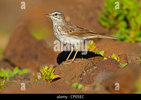 Pitpit canario (Anthus berthelotii), seduto a terra, endemica alle isole Canarie e a Madera Canarie Fuerteventura Foto Stock