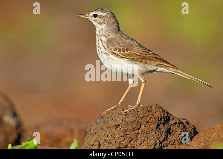 Pitpit canario (Anthus berthelotii), seduto su di una pietra, endemica alle isole Canarie e a Madera Canarie Fuerteventura Foto Stock